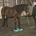 SURE FOOT Equine Stability Program™